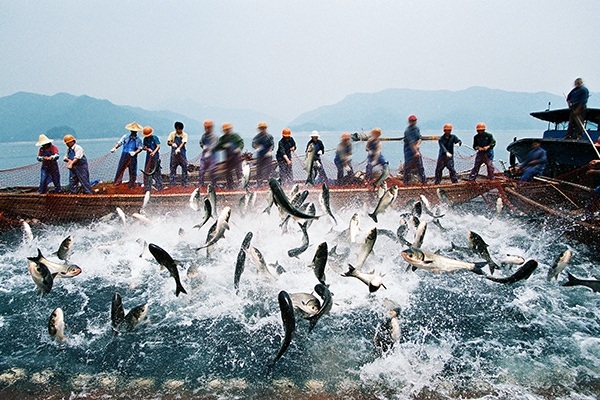 Wild-Caught Fish – Current Status and Challenges