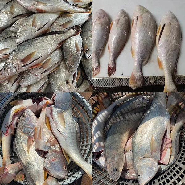 Fresh Frozen White Croaker Gutted