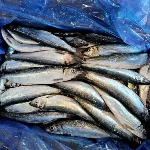 Frozen Herring Whole Round