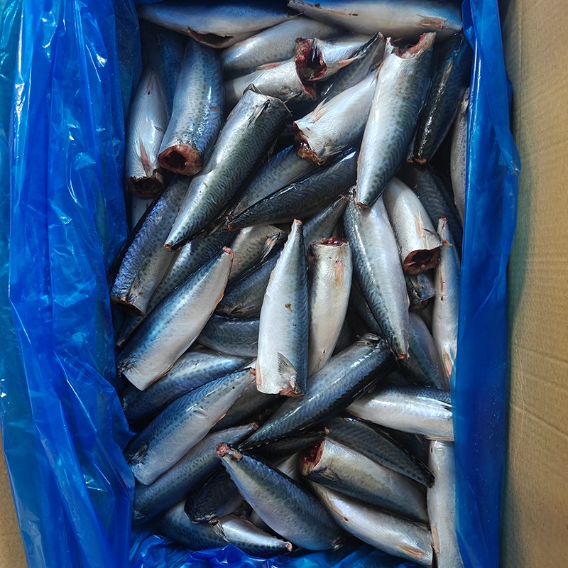 Frozen Pacific Mackerel HGT