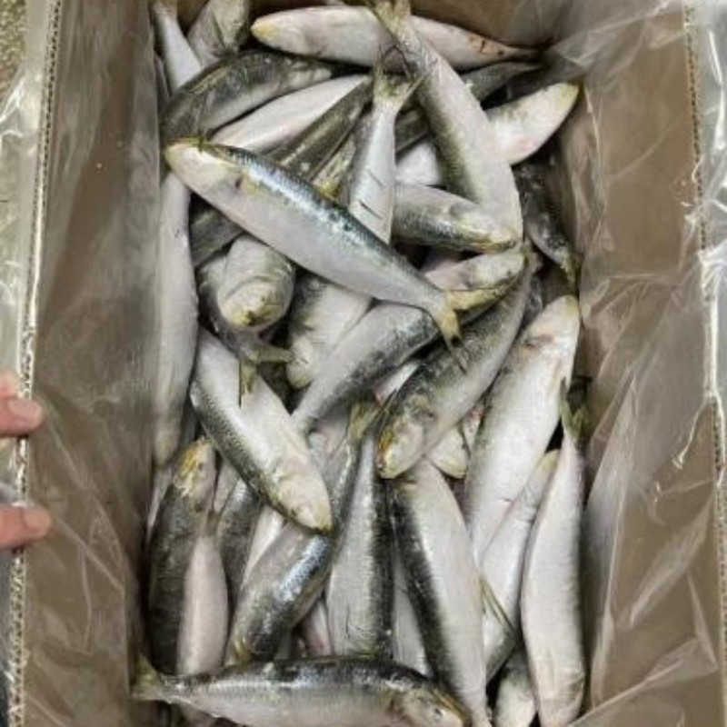 Frozen Sardine Whole Round