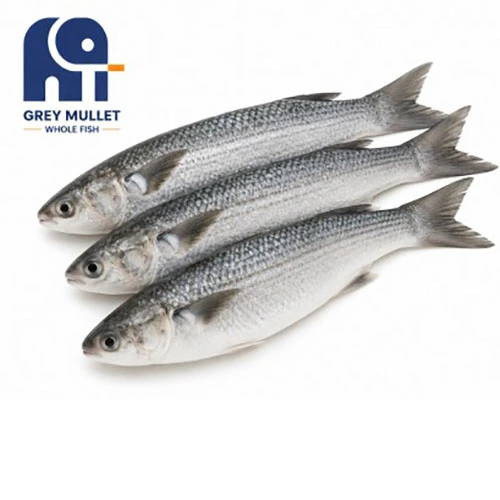 High Quality Frozen Grey Mullet Whole Fish