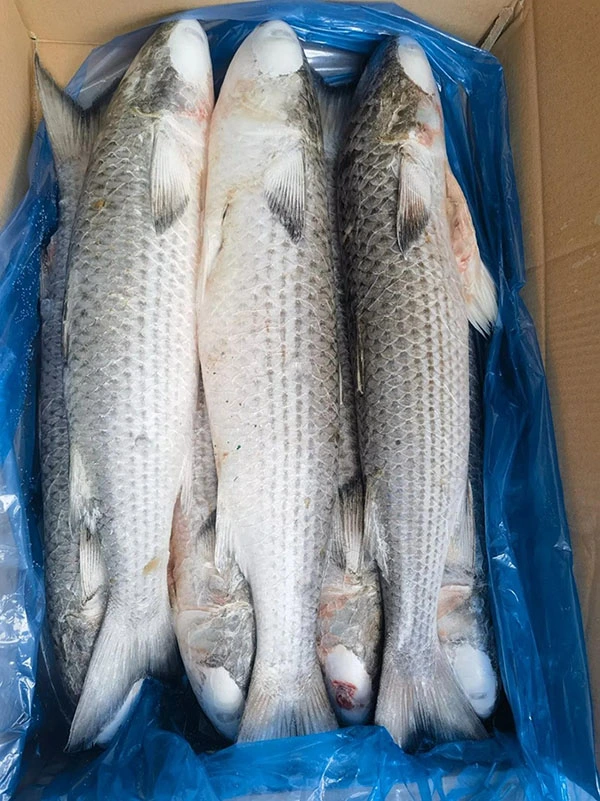 High Quality Frozen Grey Mullet Whole Fish