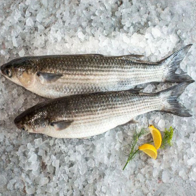 High Quality Frozen Grey Mullet Whole Fish