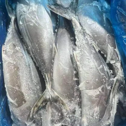 Frozen Sarda Tuna Whole Round
