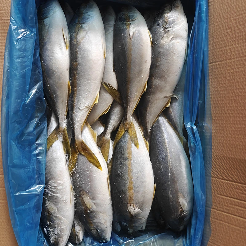 Frozen Yellowtail Whole Round
