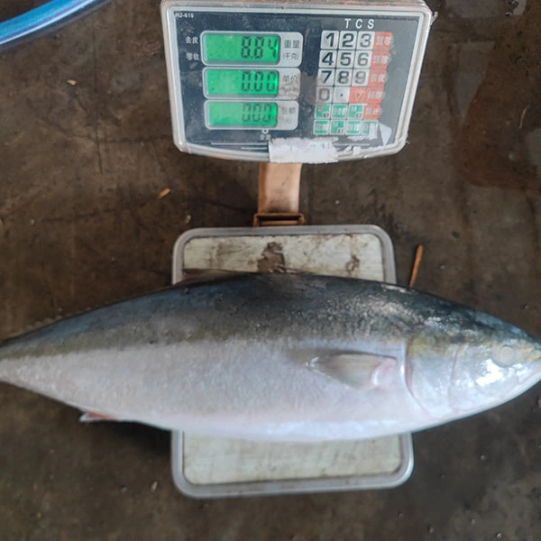 Frozen Yellowtail Whole Round