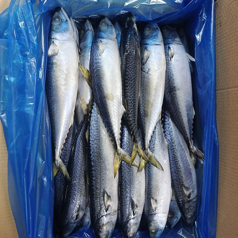 High Fat Content Pacific Mackerel Whole Round