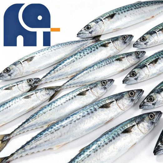 Sea Frozen Pacific Mackerel