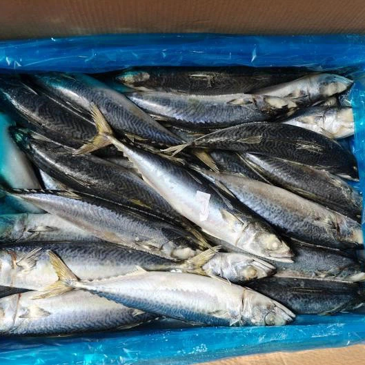 Winter Catch Pacific Mackerel