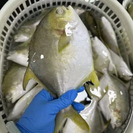 Premium Frozen Golden Pomfret