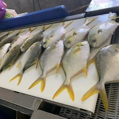 Premium Frozen Golden Pomfret