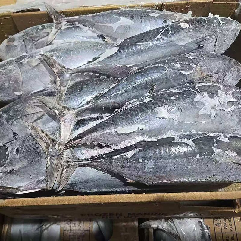 Sea Frozen Bonito Tuna Whole Round