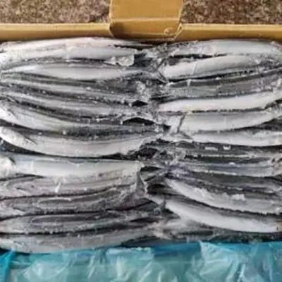 Bqf Sea Frozen Pacific Saury