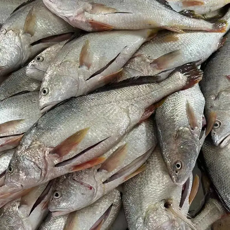 Fresh Frozen White Croaker Gutted
