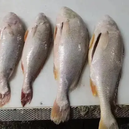 Fresh Frozen White Croaker Gutted