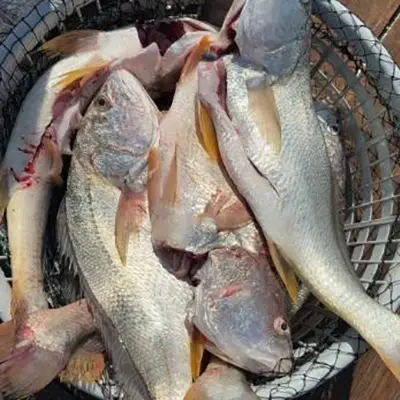 Fresh Frozen White Croaker Gutted