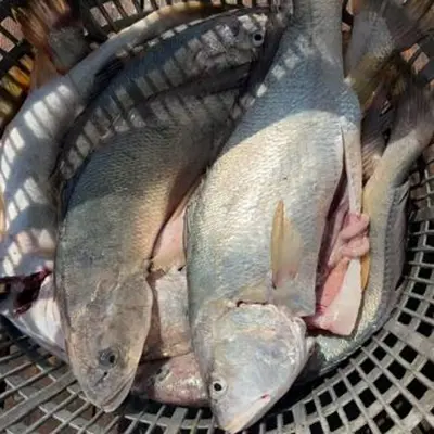 Fresh Frozen White Croaker Gutted