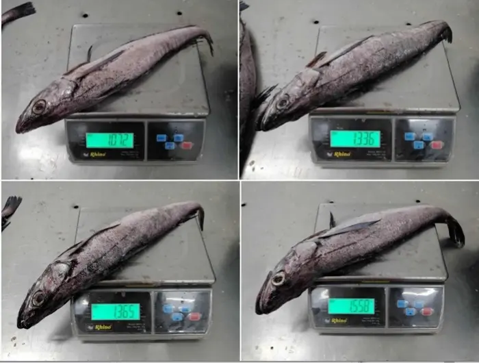 Frozen Hake Whole Round