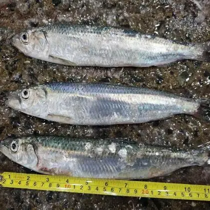 Frozen Herring Whole Round