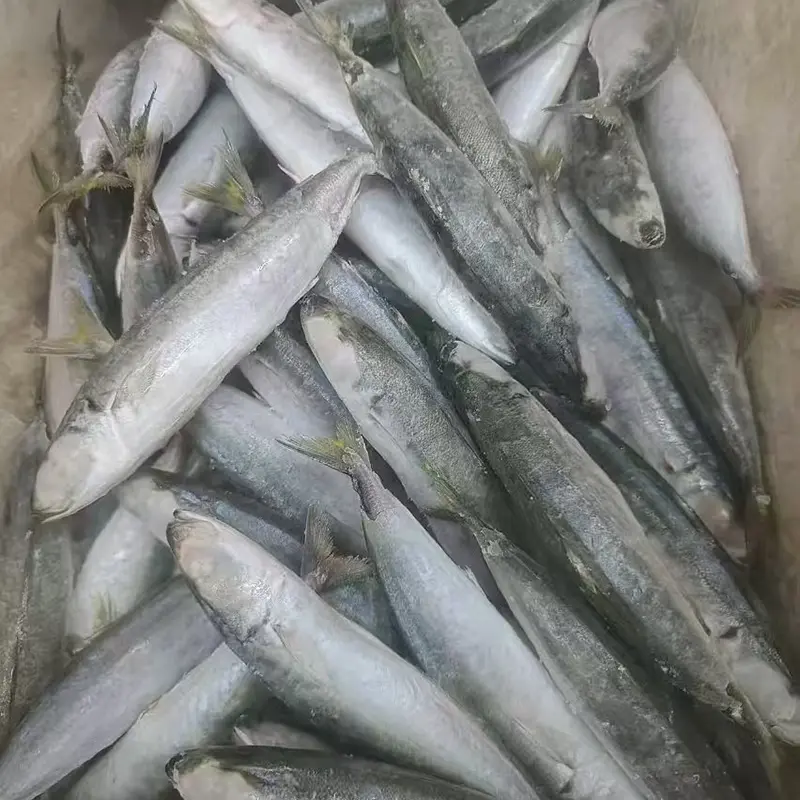 Frozen Layang Scad Whole Round