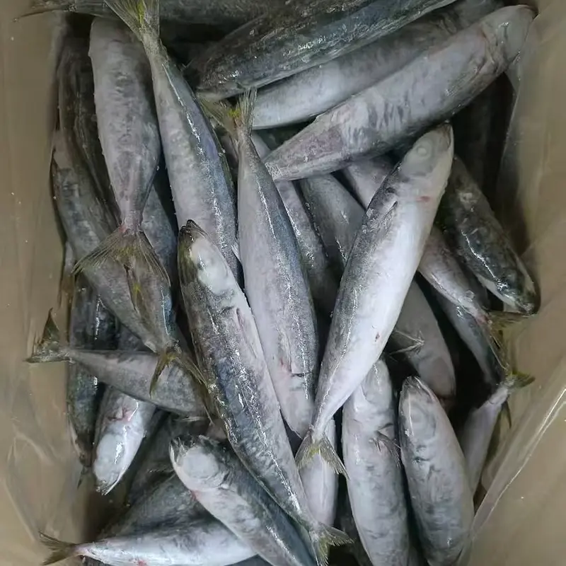 Frozen Layang Scad Whole Round