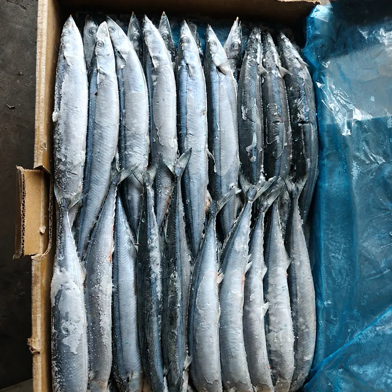 High Quality Sea Frozen Pacific Saury