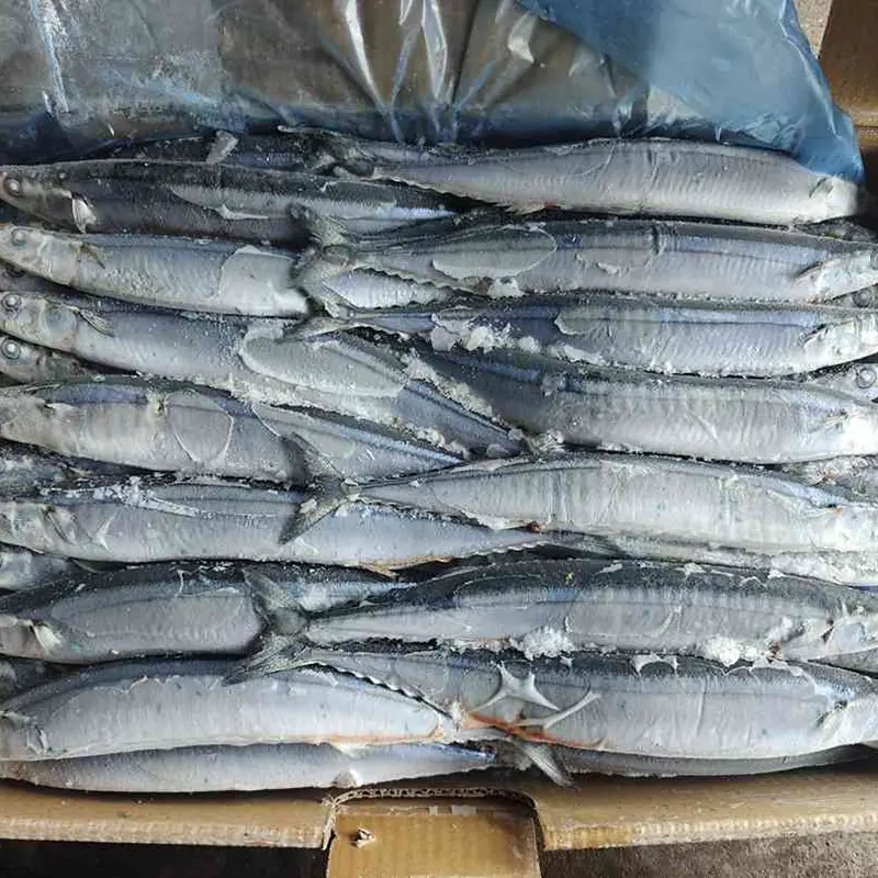 High Quality Sea Frozen Pacific Saury