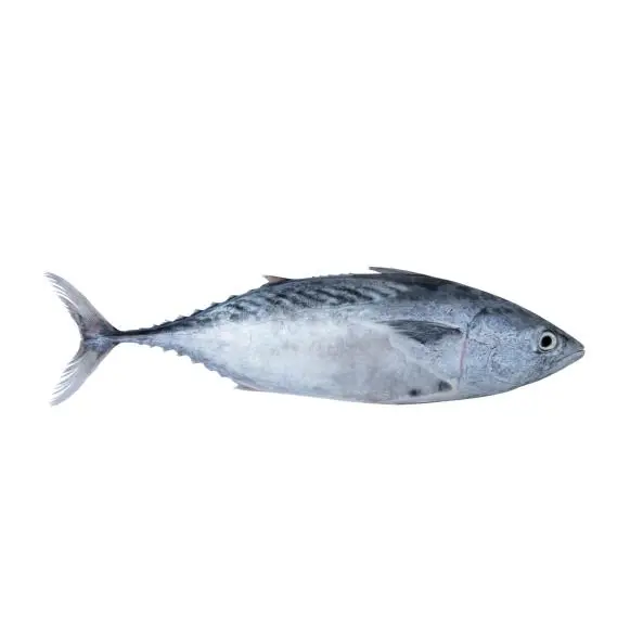 High Qualiy Canned Tuna