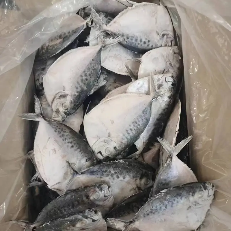 Iqf Frozen Moon Fish Whole Round