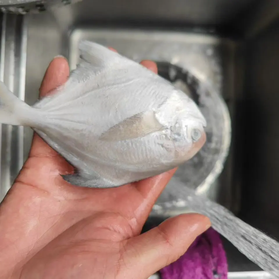 Premium Carton White Pomfret Whole Round