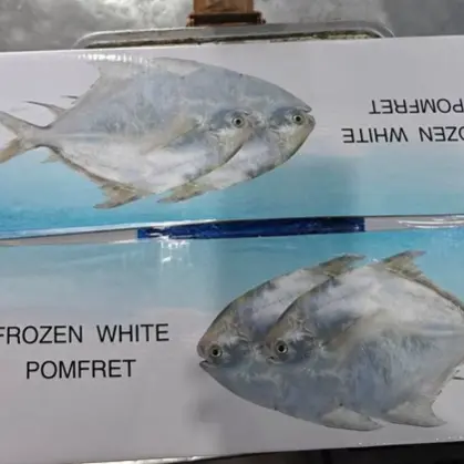 Premium Carton White Pomfret Whole Round