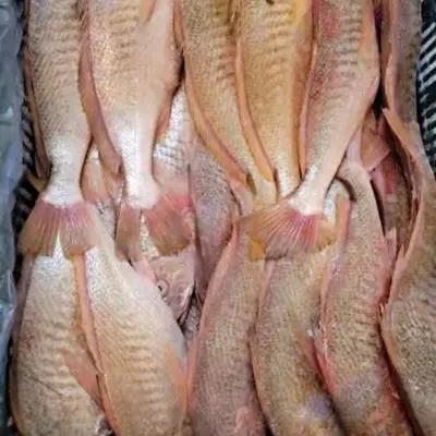 Premium Frozen Yellow Croaker Whole Round