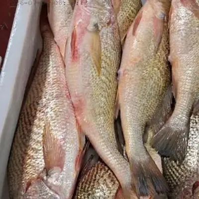 Premium Frozen Yellow Croaker Whole Round