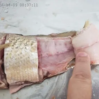 Premium Frozen Yellow Croaker Whole Round