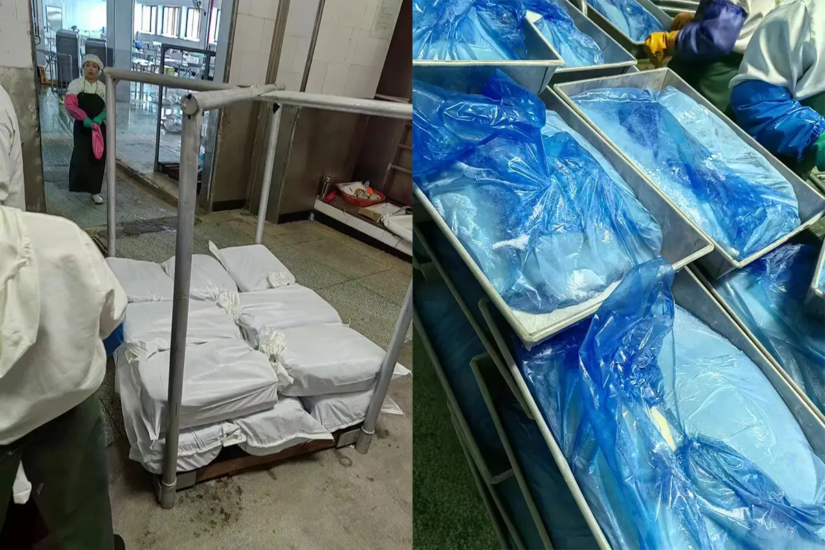 Skinless Frozen Giant Squid Fillet