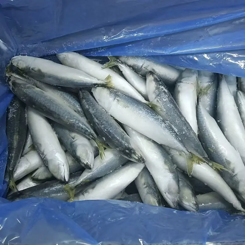 Small Size Frozen Pacific Mackerel
