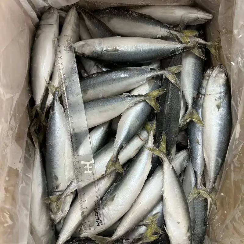 Small Size Frozen Pacific Mackerel