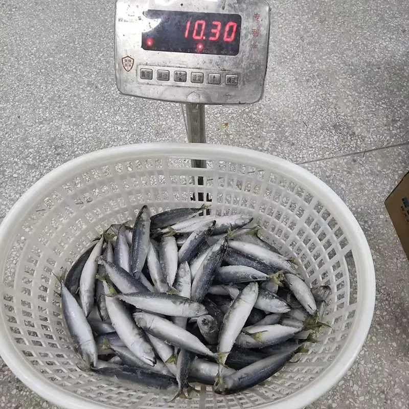 Small Size Frozen Pacific Mackerel