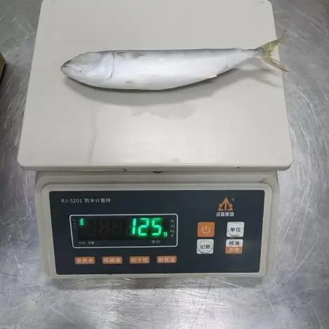 Small Size Frozen Pacific Mackerel