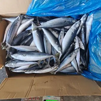 Small Size Frozen Pacific Mackerel