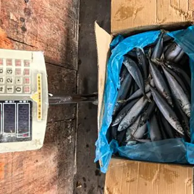 Small Size Frozen Pacific Mackerel