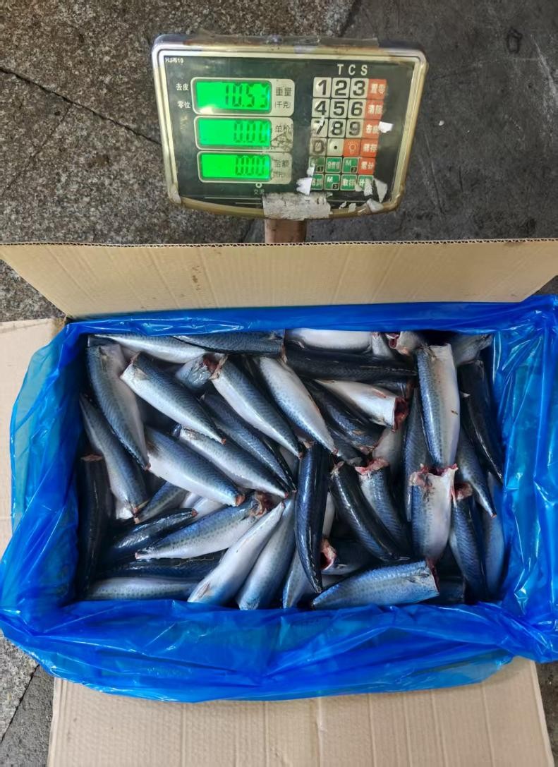Frozen Pacific Mackerel Hgt
