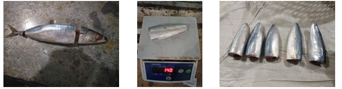 Frozen Pacific Mackerel Hgt
