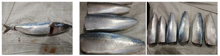 Frozen Pacific Mackerel Hgt