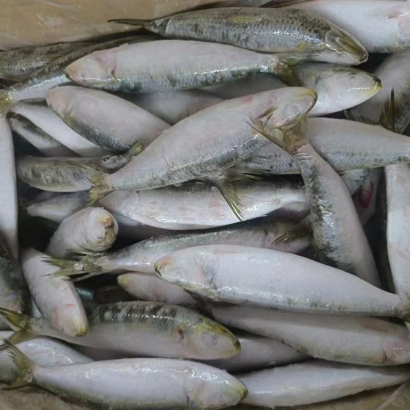 Frozen Sardine Whole Round
