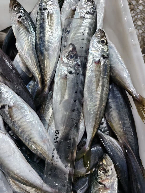 Stable Grade Frozen Horse Mackerel