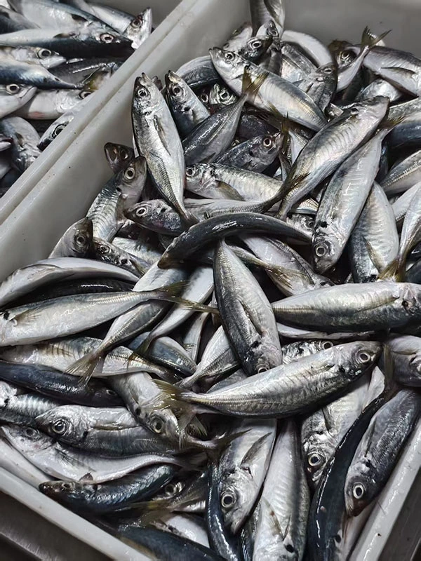 Stable Grade Frozen Horse Mackerel