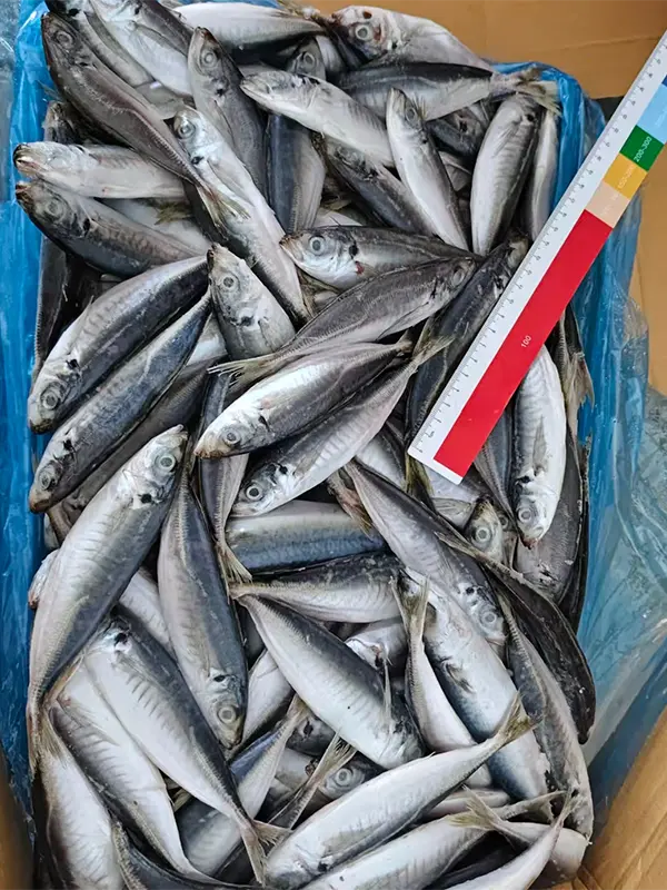 Stable Grade Frozen Horse Mackerel