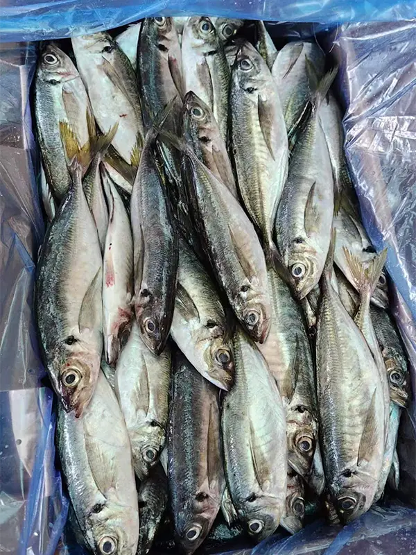 Stable Grade Frozen Horse Mackerel